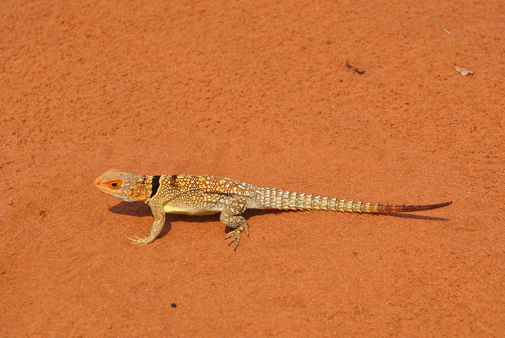 Iguane à collier noir