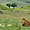 Lion dans le parc de Ngorongoro