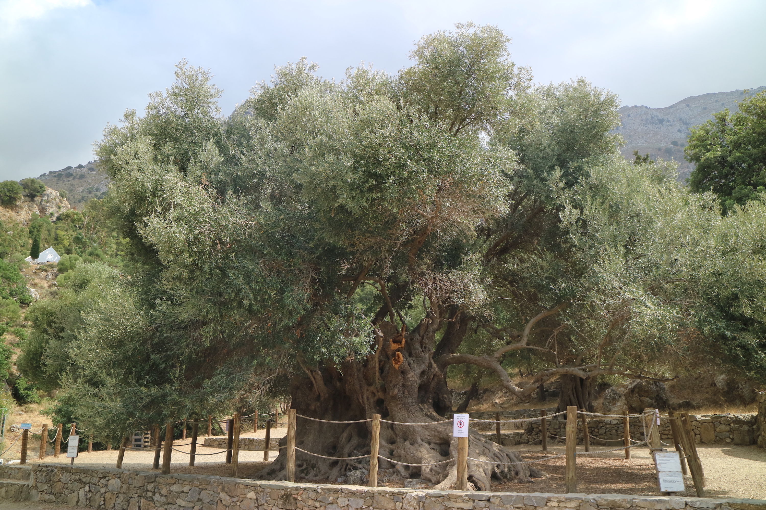 Le plus vieil olivier crétois