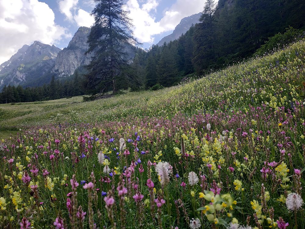 Début d'été dans le Queyras