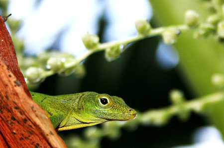Lézard antillais Lézard antillais