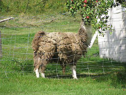 Lama dans les pommes, Aux Éboulements