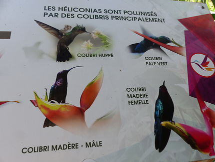 Les principaux colibris de Guadeloupe