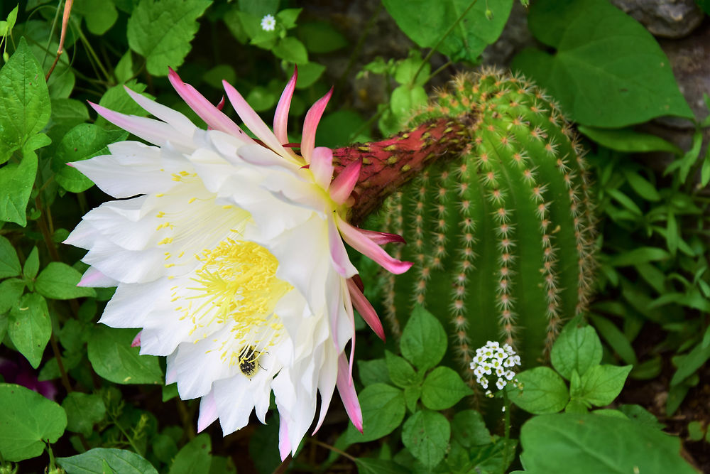 Fleur à Nocelle