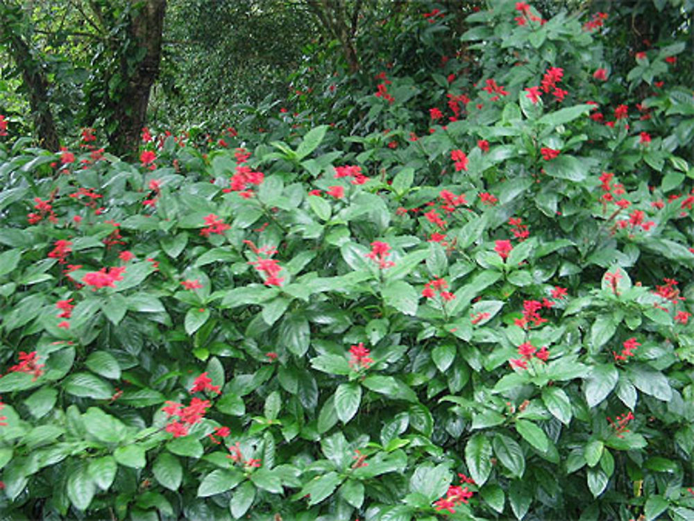 Sur les flancs du volcan Mombacho