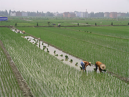 Rizières dans la région de Hangzhou Rizières dans la région de Hangzhou