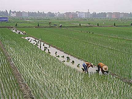 Rizières dans la région de Hangzhou