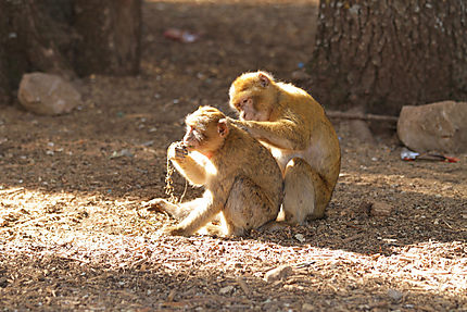 Dépouillement entre singes magots