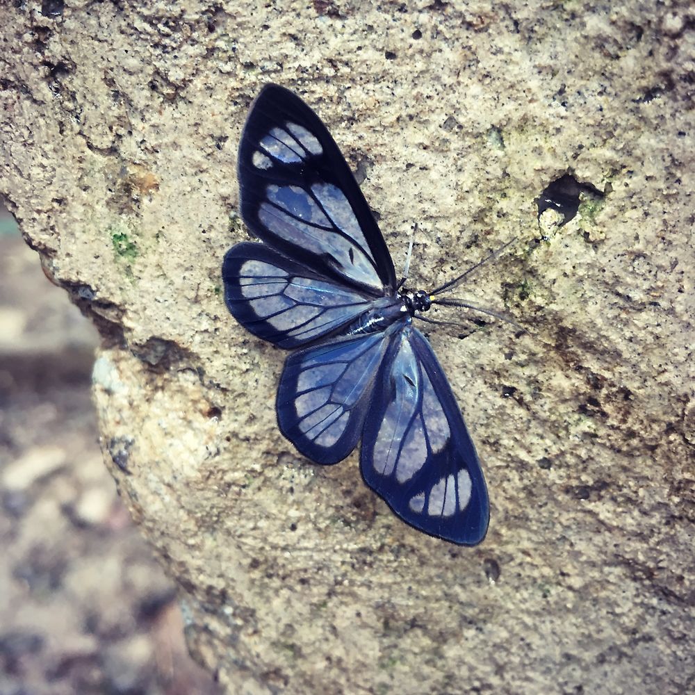 Un papillon à Mindo