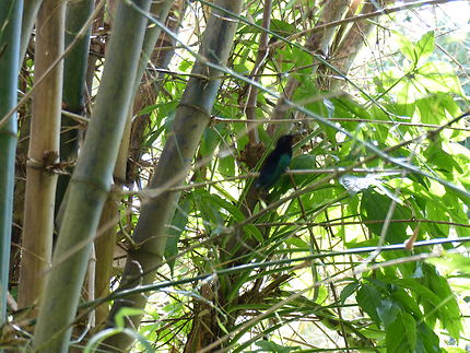 Le colibri madère femelle, Guadeloupe