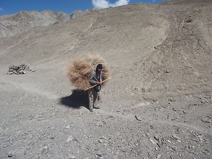 Paysan du Ladakh