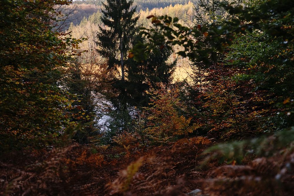 Barrage d'Eupen