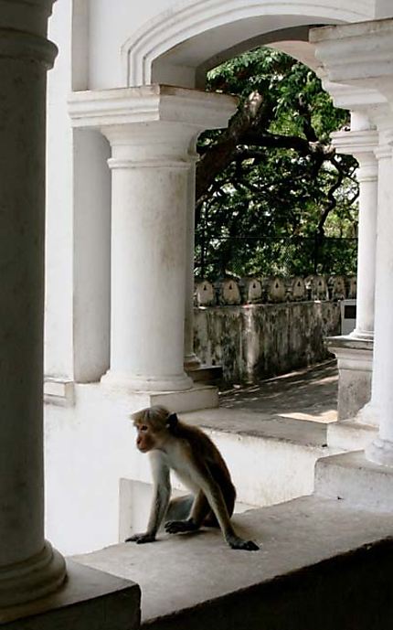 Monkey or monk?