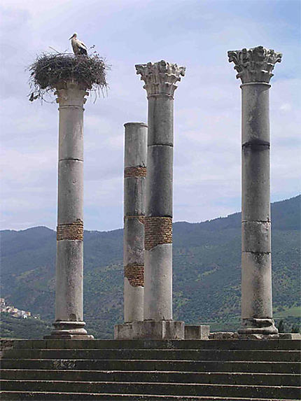 Cigogne sur les colonnes
