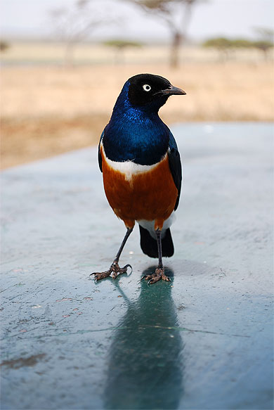 Petit oiseau du Tarangire Petit oiseau du Tarangire