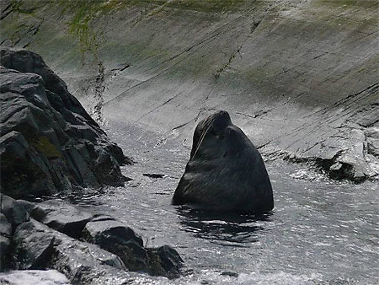 Emergence Du Lion De Mer Animaux Canal Beagle Terre De Feu