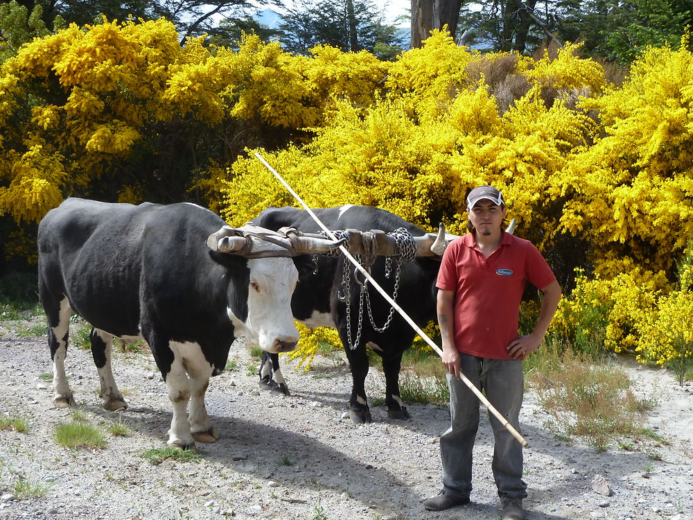 Travail des boeufs dans la forêt