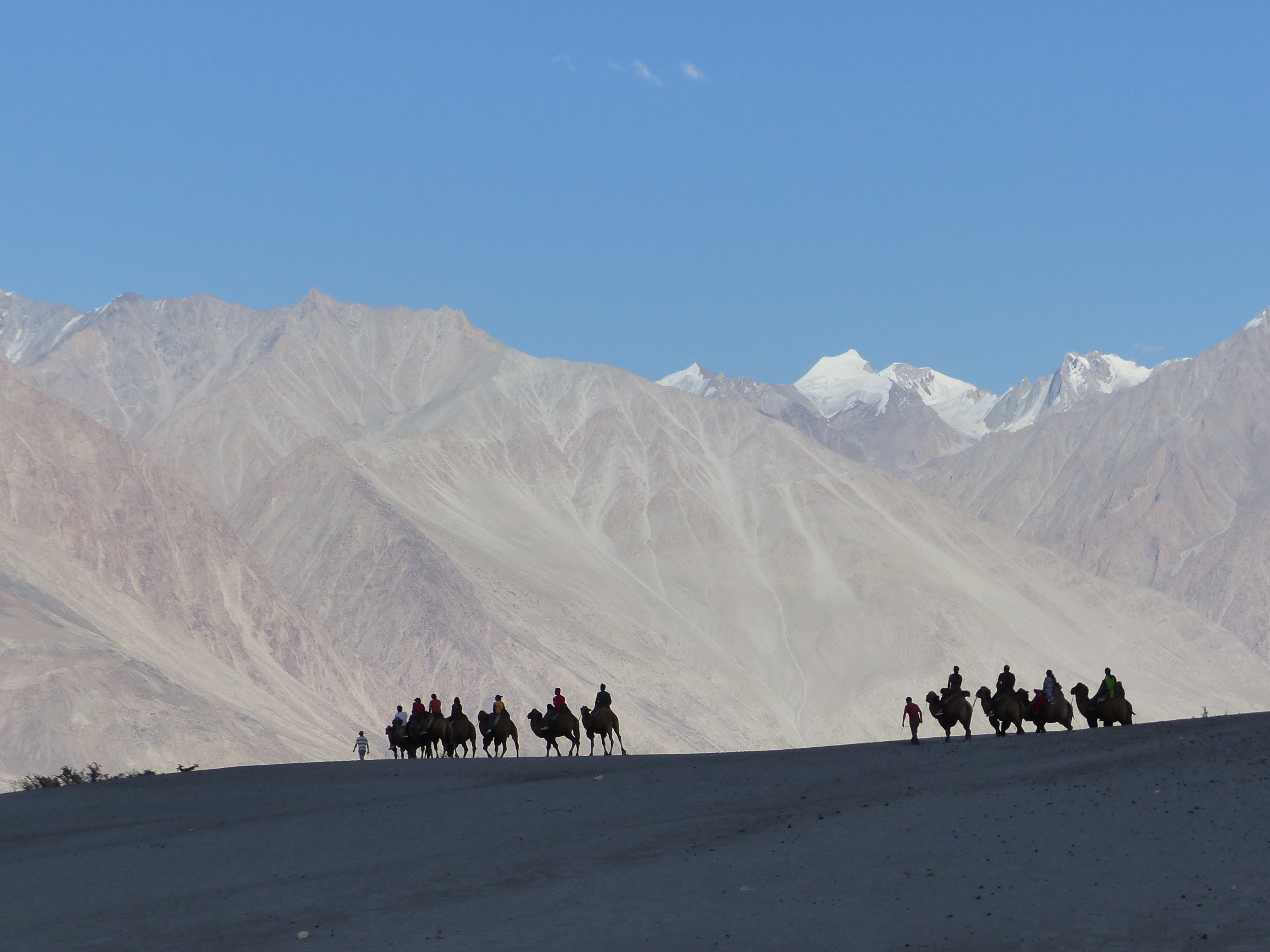 Méharée dans la vallée de la Nubra Méharée dans la vallée de la Nubra