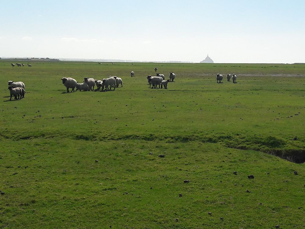 Moutons des prés salés