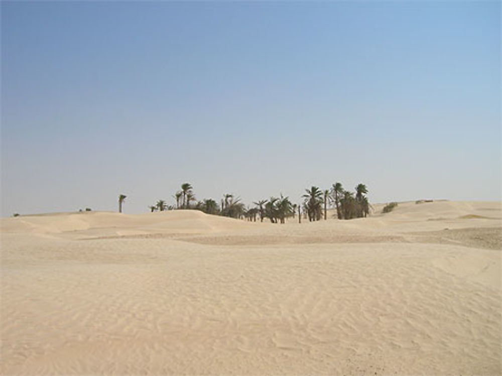 Oasis à Zaafrane