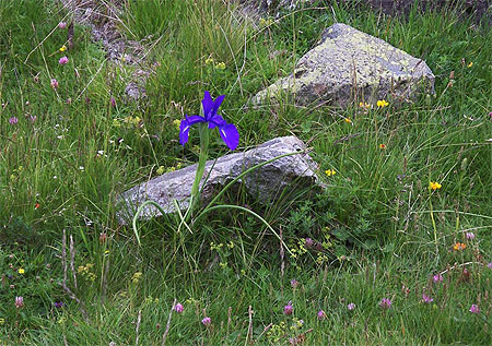 Iris des Pyrénées Iris des Pyrénées