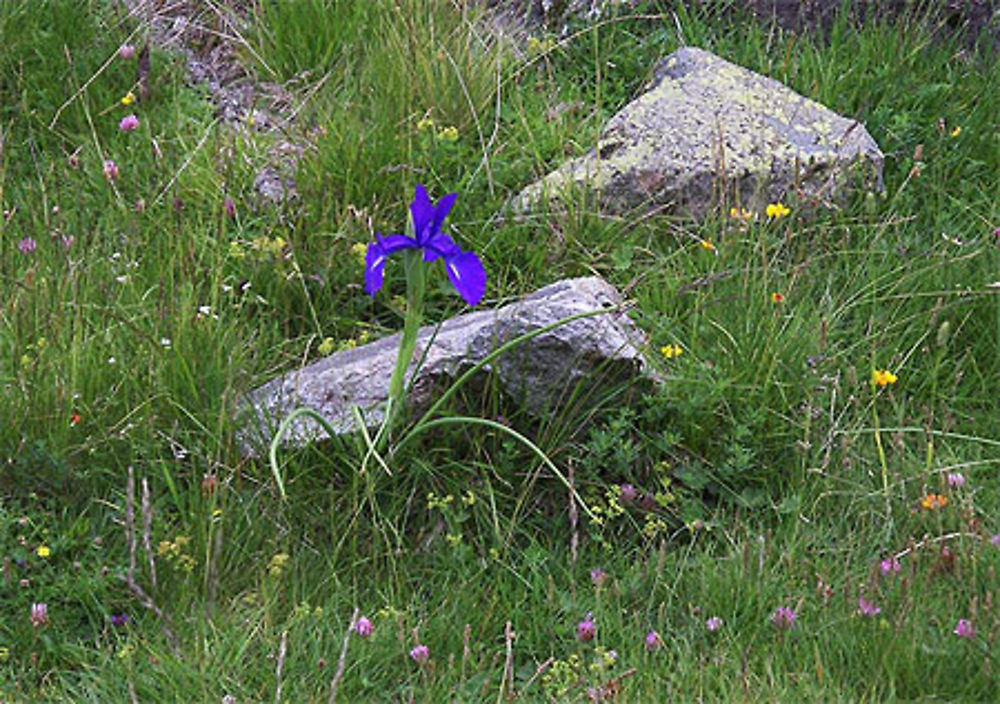 Iris des Pyrénées