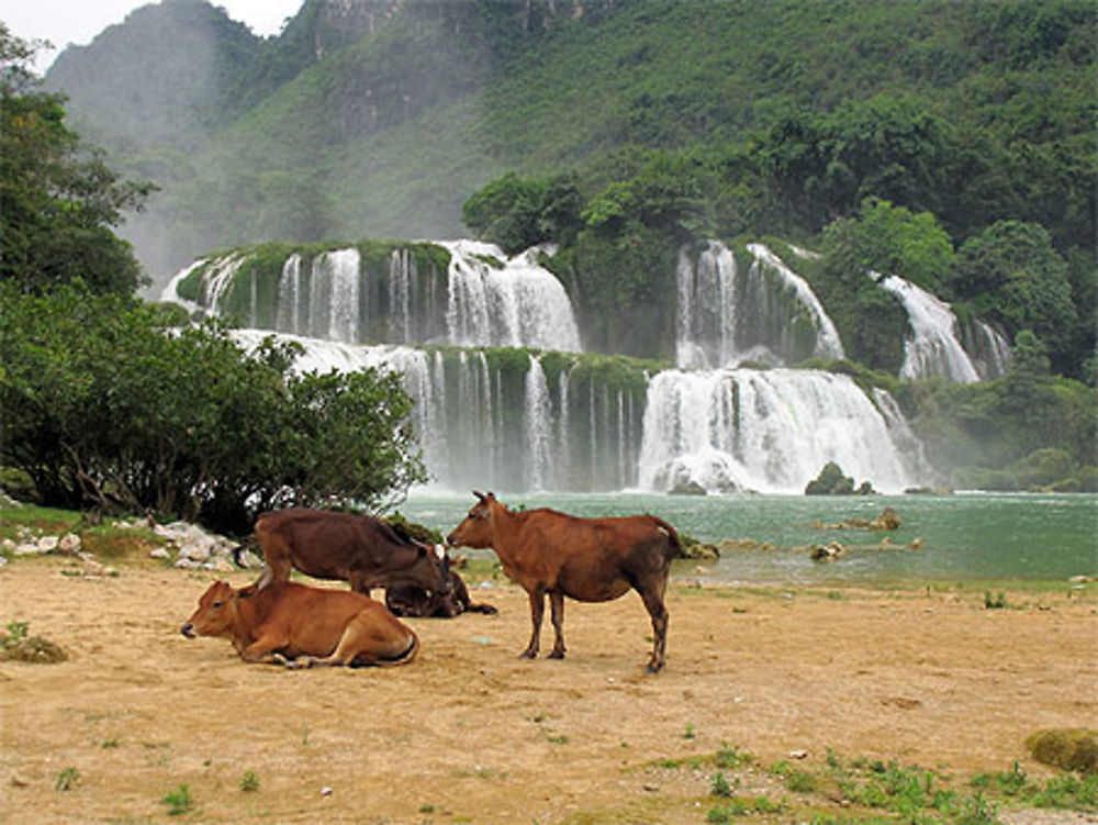 Les chutes de Ban Gioc