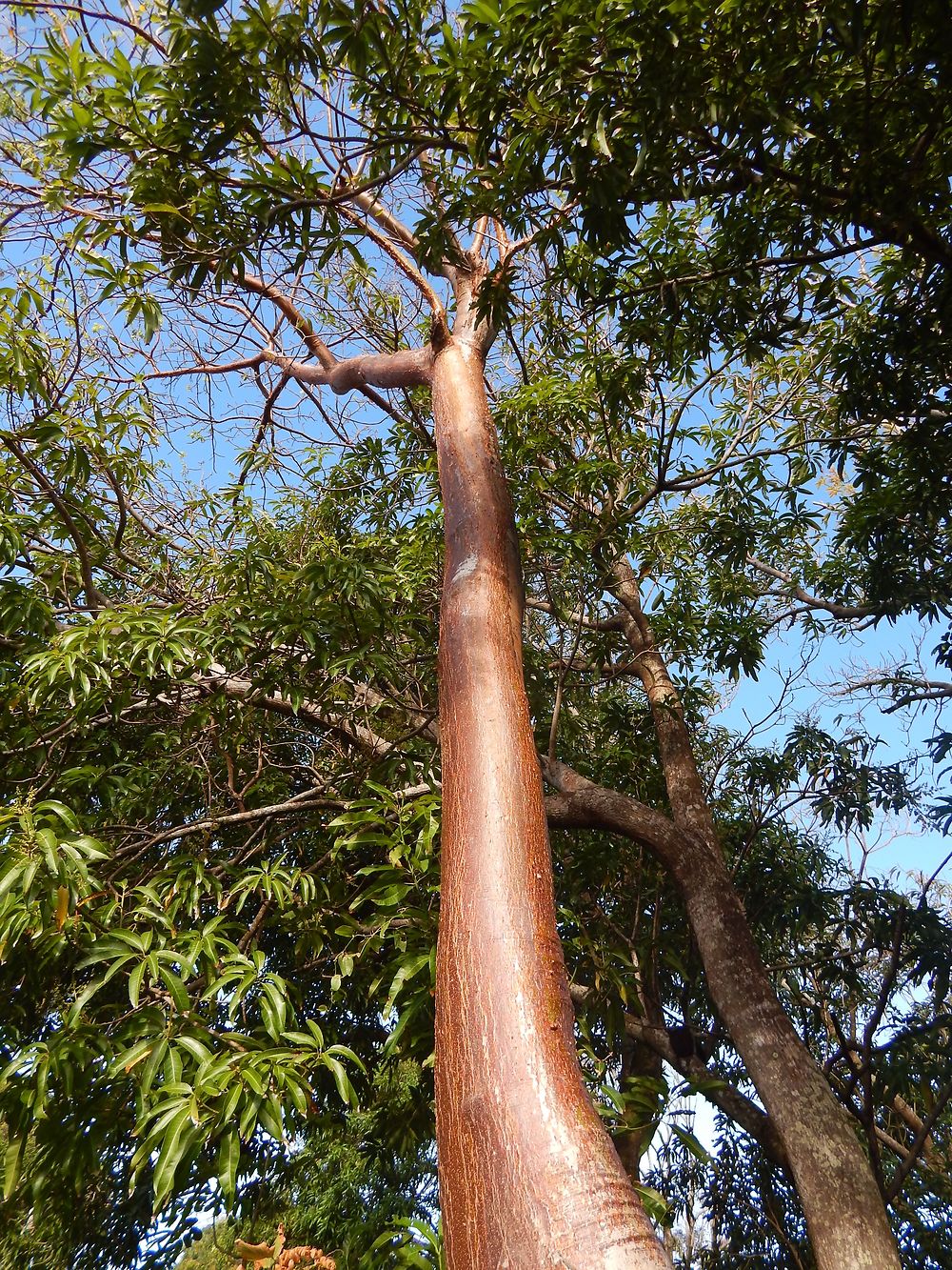 "Indio desnudo" Bursera simaruba, Le gommier rouge