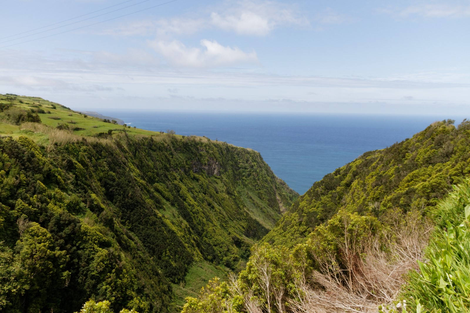 Cedros Cedros