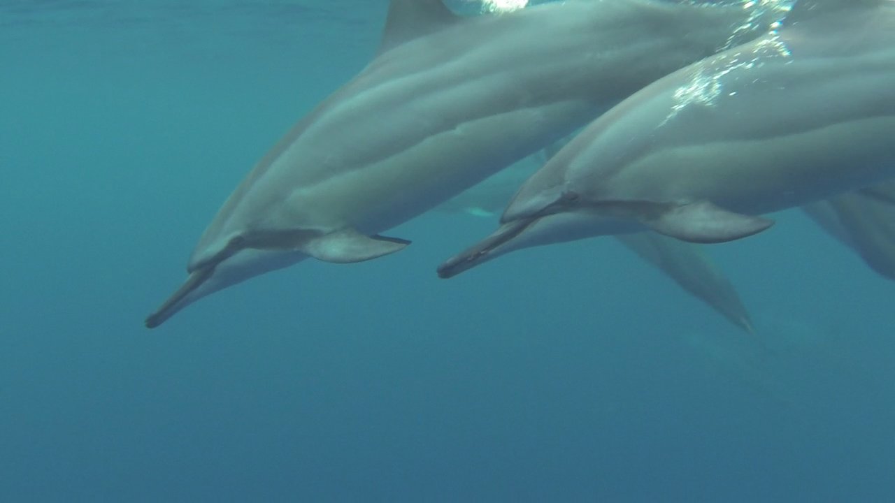 Dauphins à long bec Dauphins à long bec