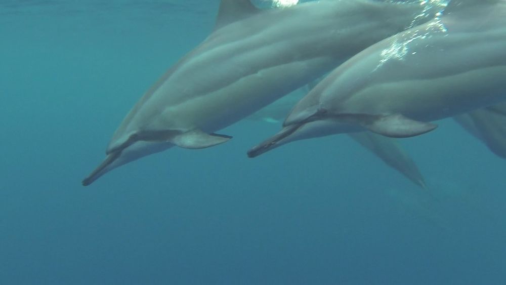 Dauphins à long bec