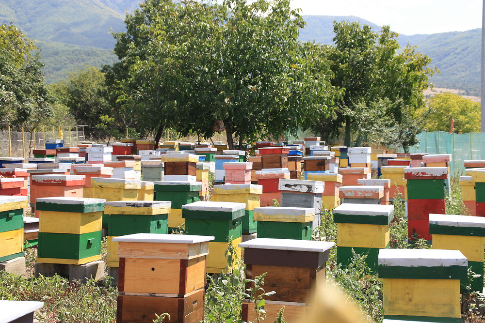 Apiculture au lac de Prespa, Macédoine