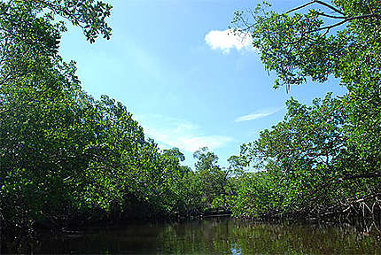 Au coeur de la mangrove