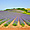 Les coteaux de champs de lavande en Provence