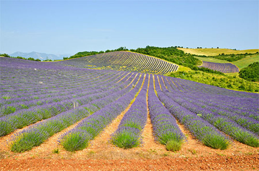 Les coteaux de champs de lavande en Provence