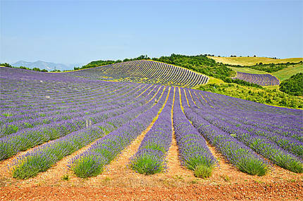 Les coteaux de champs de lavande en Provence