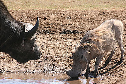 Combat entre buffle et phacochère