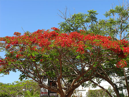 Arbre magnifique ! Arbre magnifique !