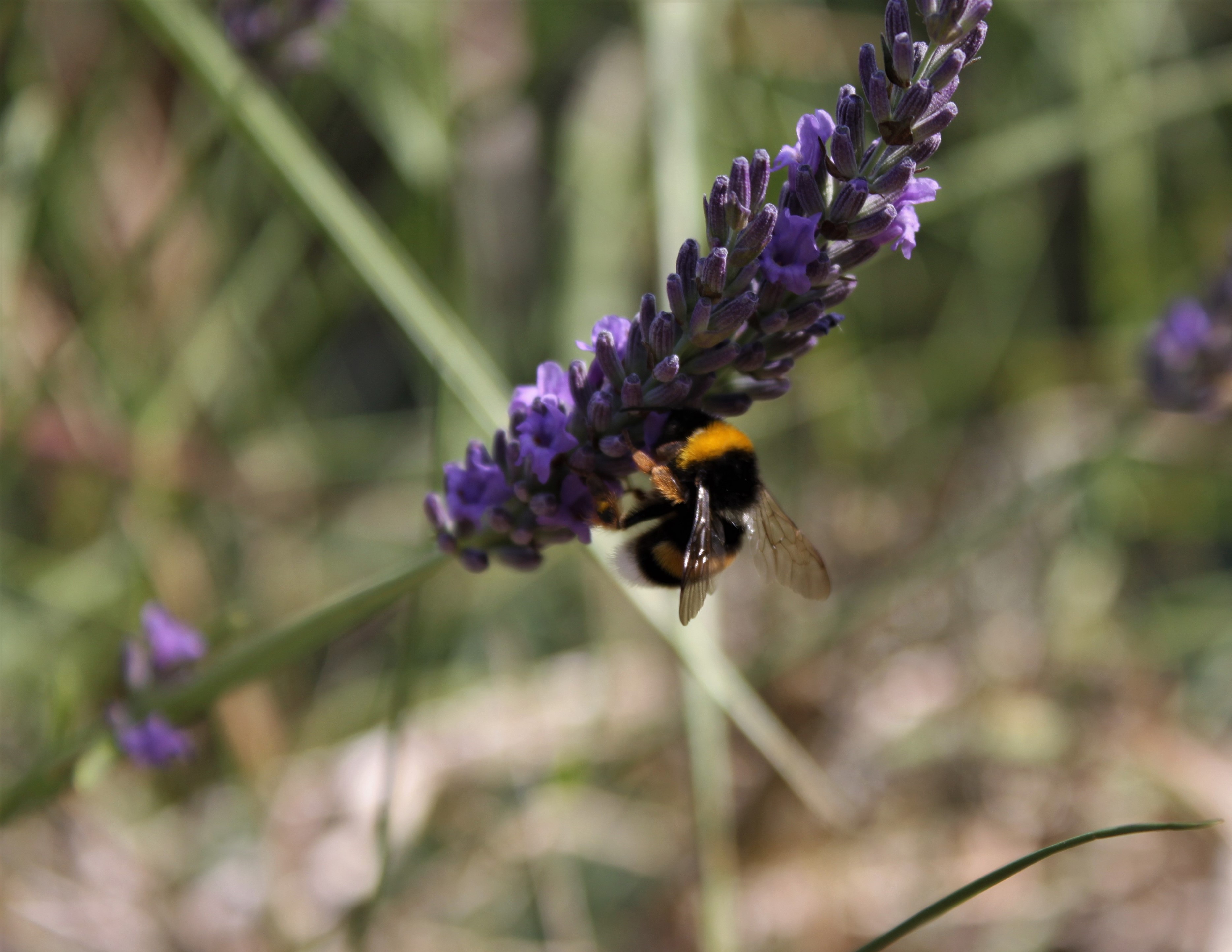 Faux bourdon sur la lavande Insectes Animaux Fleurs Animaux — free download