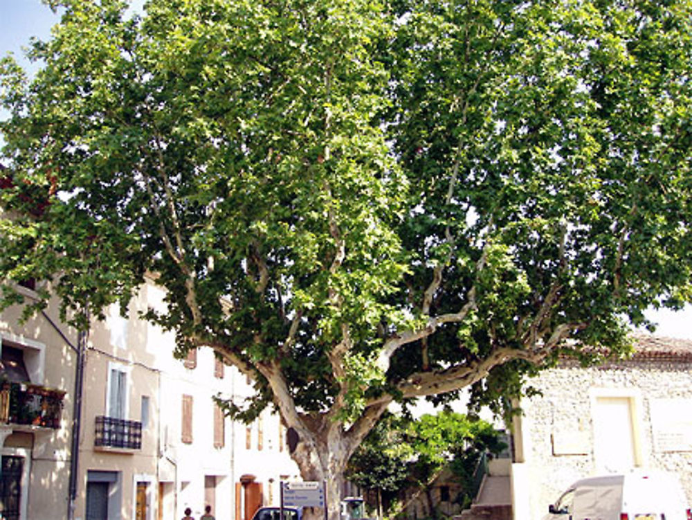 Platane