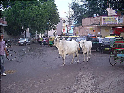 Vaches sacrées d'Inde