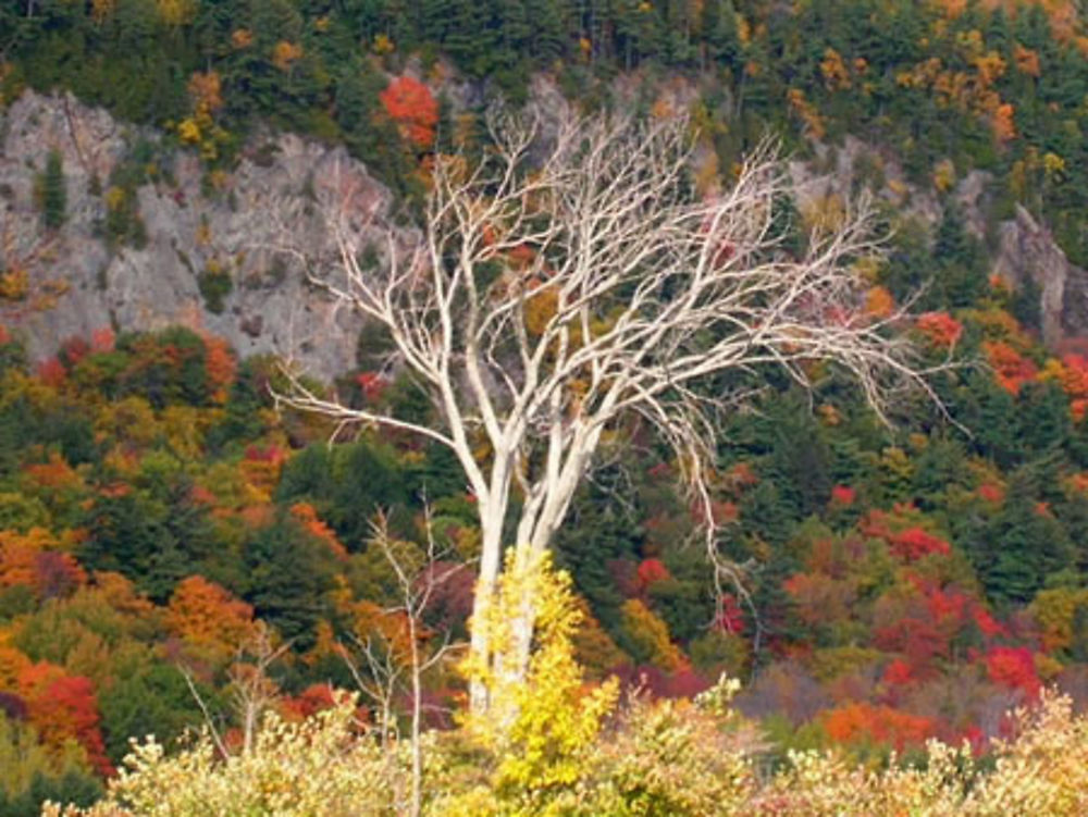 Arbre près de Sainte-Anne de Beaupré