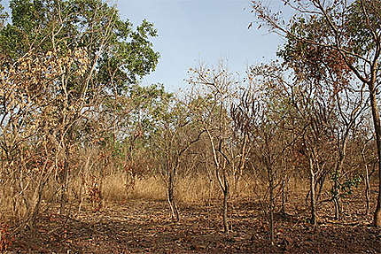 Parc national du Niokolo Koba