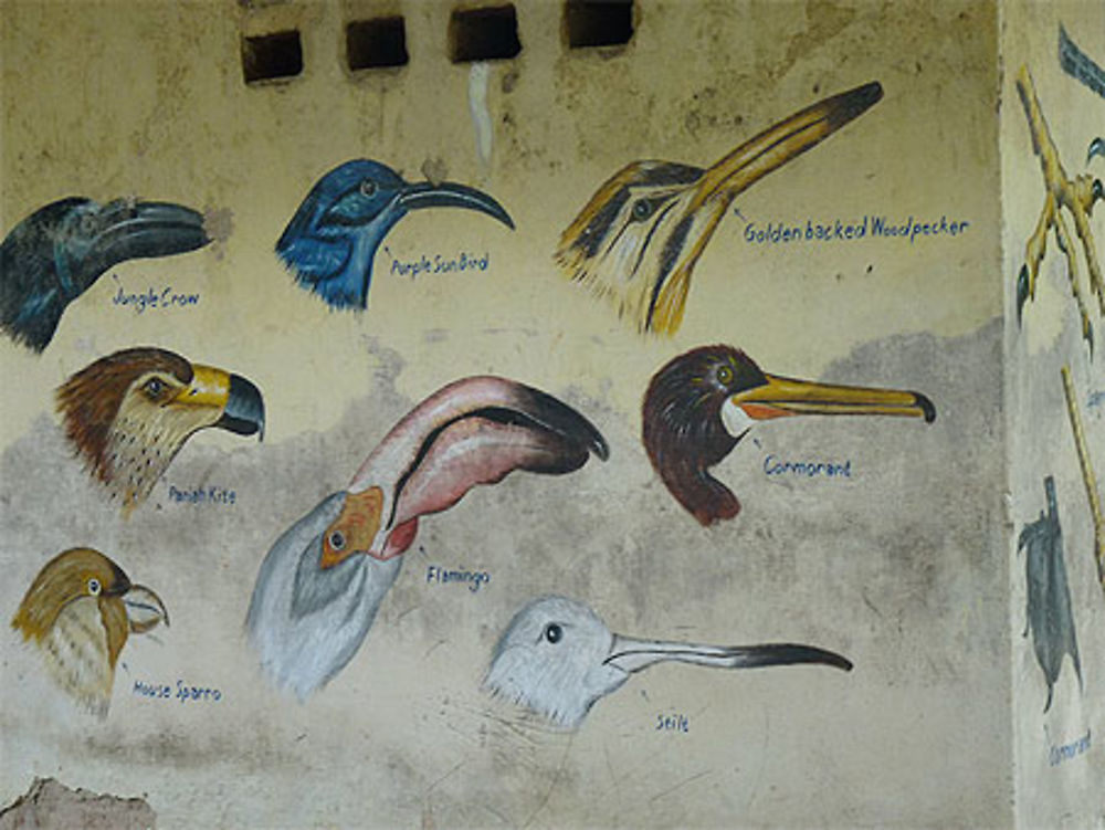 Painted birds