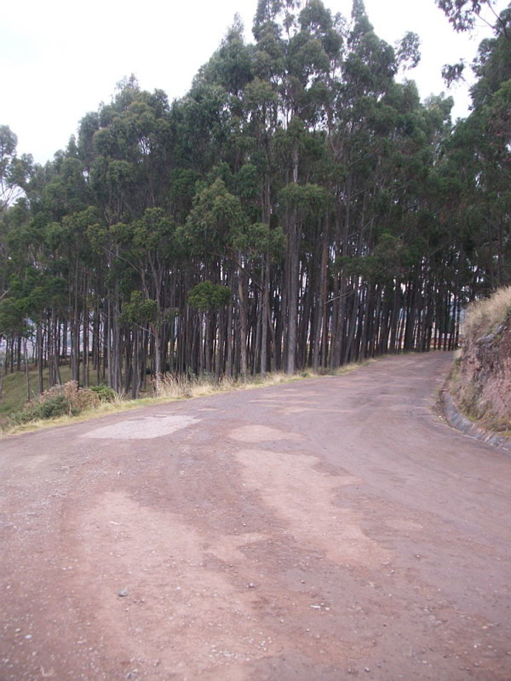 Eucalyptus site de Q'enqo