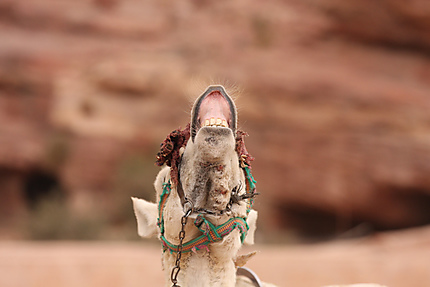 Blatérement de chameau