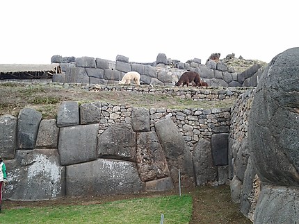 Les tondeurs de gazon de Saqsayhuaman