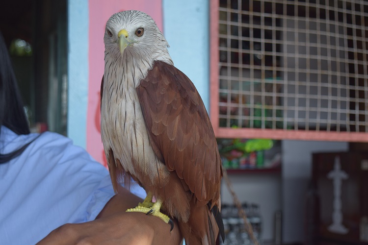 Un aigle se pose sur la main Un aigle se pose sur la main