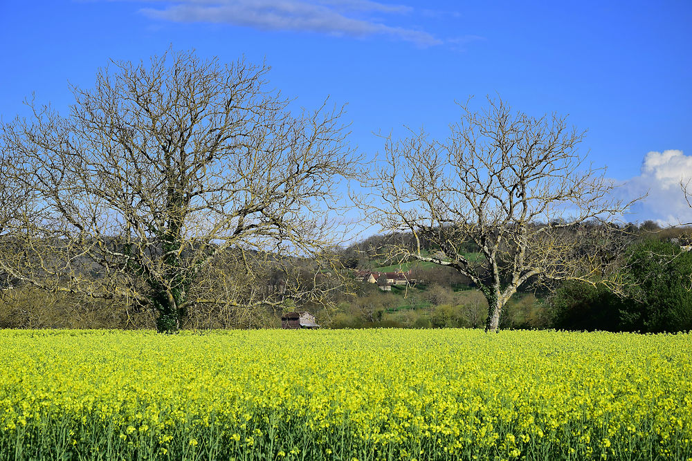 Paysage printanier