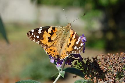 Papillon européen